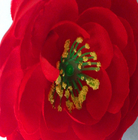 مصنوعی مصنوعی ابریشم واقعی لمسی 10cm توسط قطر چای رز گل سر